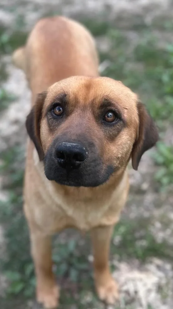 A young medium-sized male Mixed Breed dog named Banjo for adoption in Rome, GA