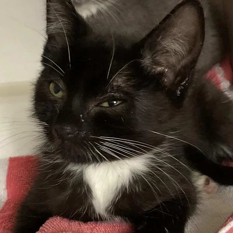A baby small-sized male Black Domestic Short Hair cat named Dimitri for adoption in Redwood City, CA