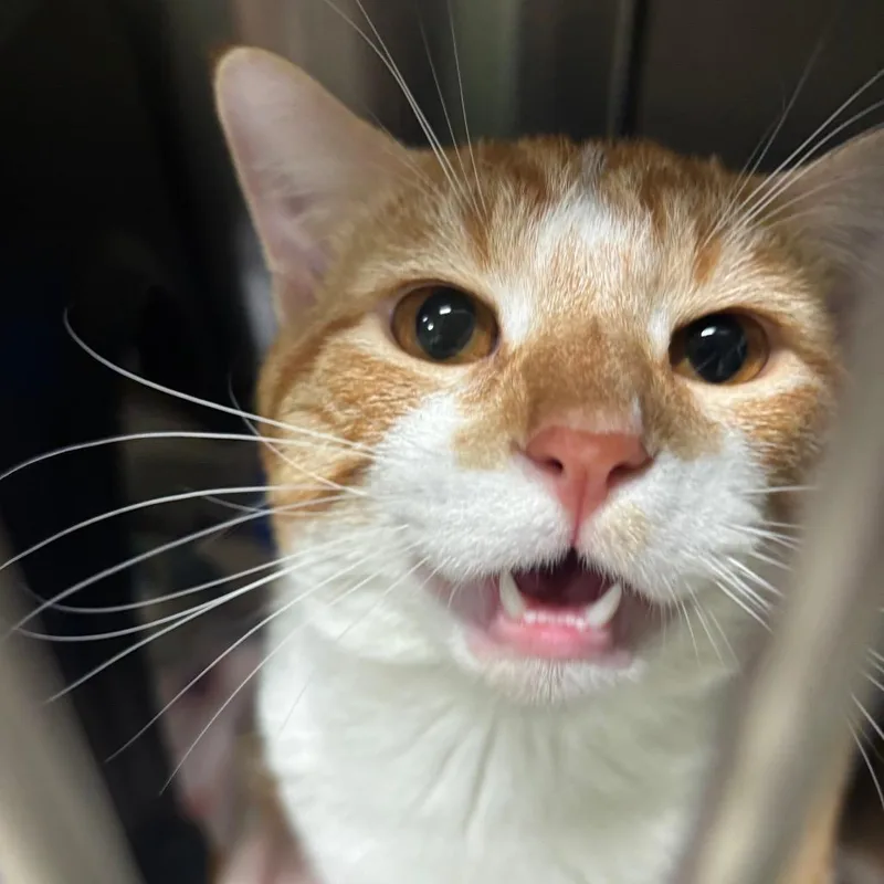 A young small-sized male Orange / Red Domestic Short Hair cat named Ozzy for adoption in Brookfield, MO