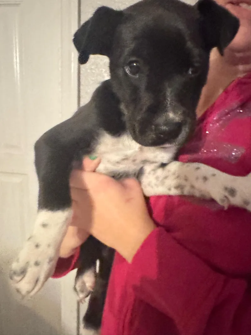 Snuffles thumbnail 2