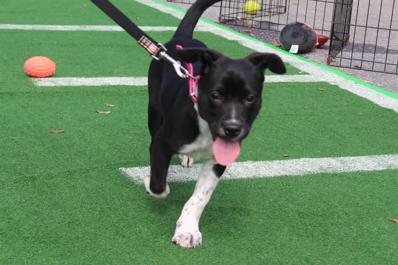 Snuffles thumbnail 3