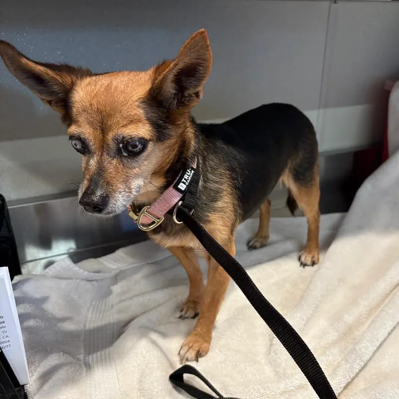 A senior small-sized female Yellow / Tan / Blond / Fawn Chihuahua dog named IVHSStray for adoption in San Gabriel, CA