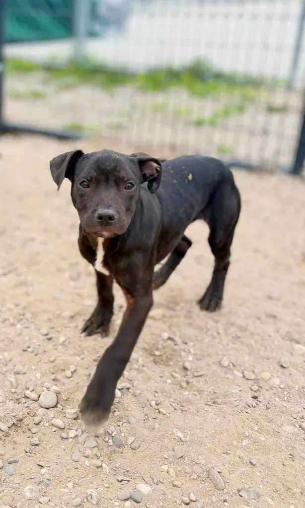 A baby small-sized male Mixed Breed dog named Levi for adoption in Muskegon, MI
