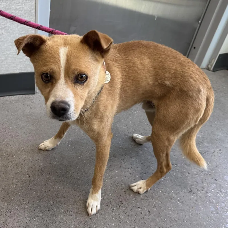 An adult small-sized male Yellow / Tan / Blond / Fawn Mixed Breed dog named Biggie for adoption in Las Cruces, NM