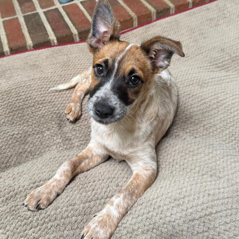 A baby small-sized female Brown / Chocolate Cattle Dog dog named Clever Pup: Honey Bee for adoption in Falls Church, VA