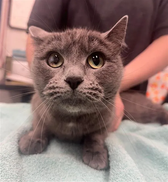 A young small-sized female Domestic Short Hair cat named Landscape for adoption in Peoria, IL