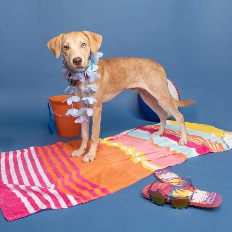 A young medium-sized male Yellow / Tan / Blond / Fawn Labrador Retriever dog named German for adoption in Newark, DE