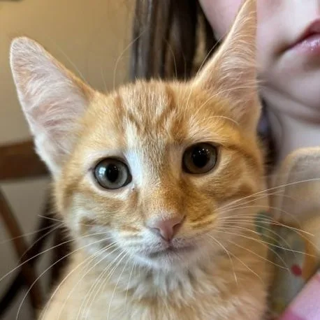 Cheeto