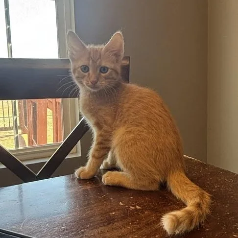 Cheeto thumbnail 3