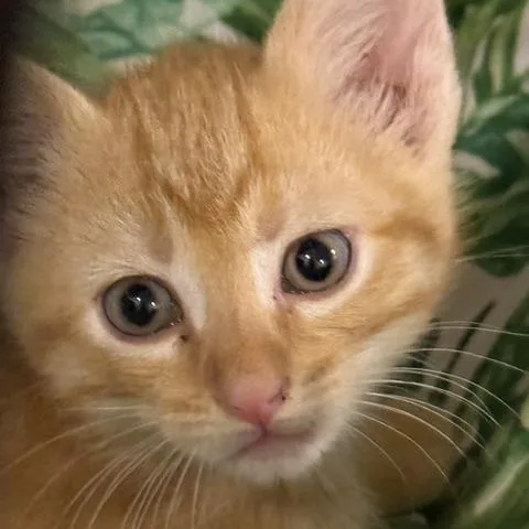 Cheeto thumbnail 4