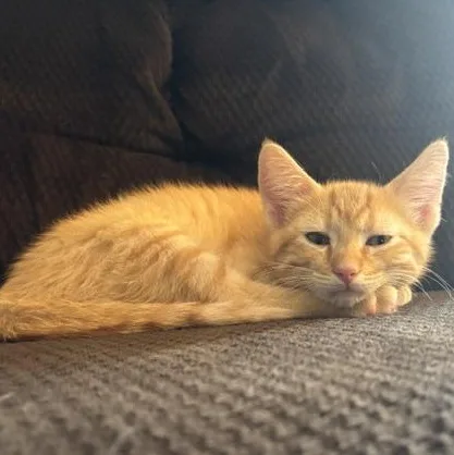 Cheeto thumbnail 6