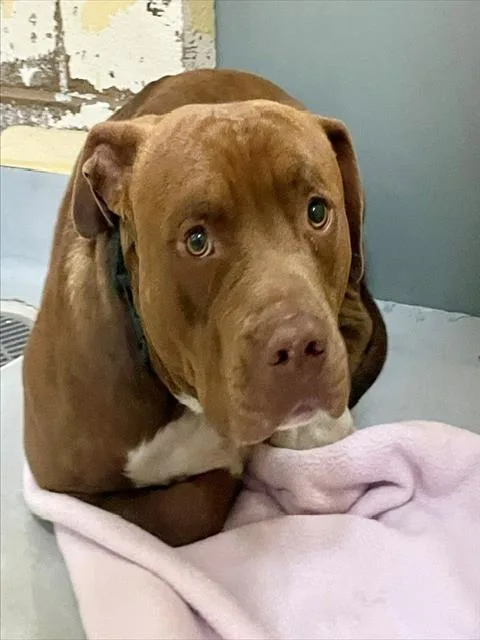 An adult medium-sized male Pit Bull Terrier dog named Mr. Socks for adoption in Tulsa, OK