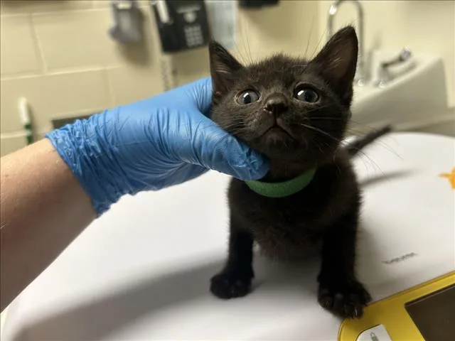 A baby small-sized male Domestic Short Hair cat named Green for adoption in Chapel Hill, NC