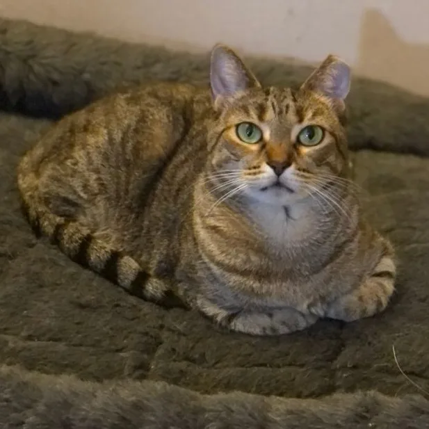 An adult medium-sized female Tabby (Buff / Tan / Fawn) Domestic Short Hair cat named Bea Arthur for adoption in New York, NY