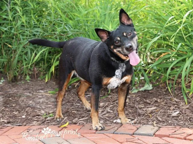 An adult medium-sized male Australian Kelpie dog named Taz for adoption in Omaha, NE