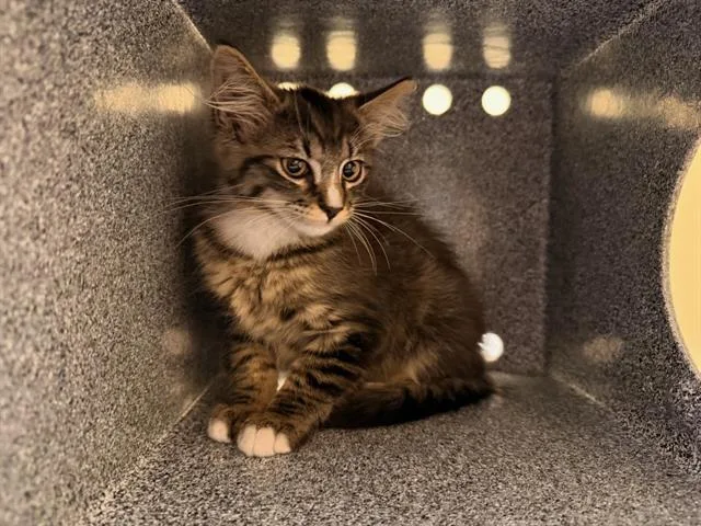 A baby small-sized female Domestic Short Hair cat named Lady Pancake for adoption in Tustin, CA