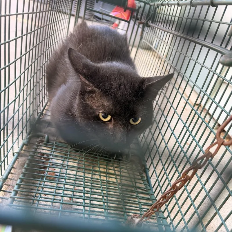 A young small-sized male Black Domestic Short Hair cat named Ozzy for adoption in Columbus, NC