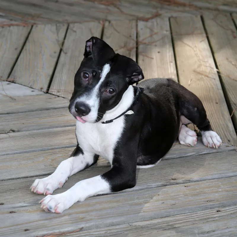 A young medium-sized female Black Mixed Breed dog named Oree S for adoption in Natchitoches, LA
