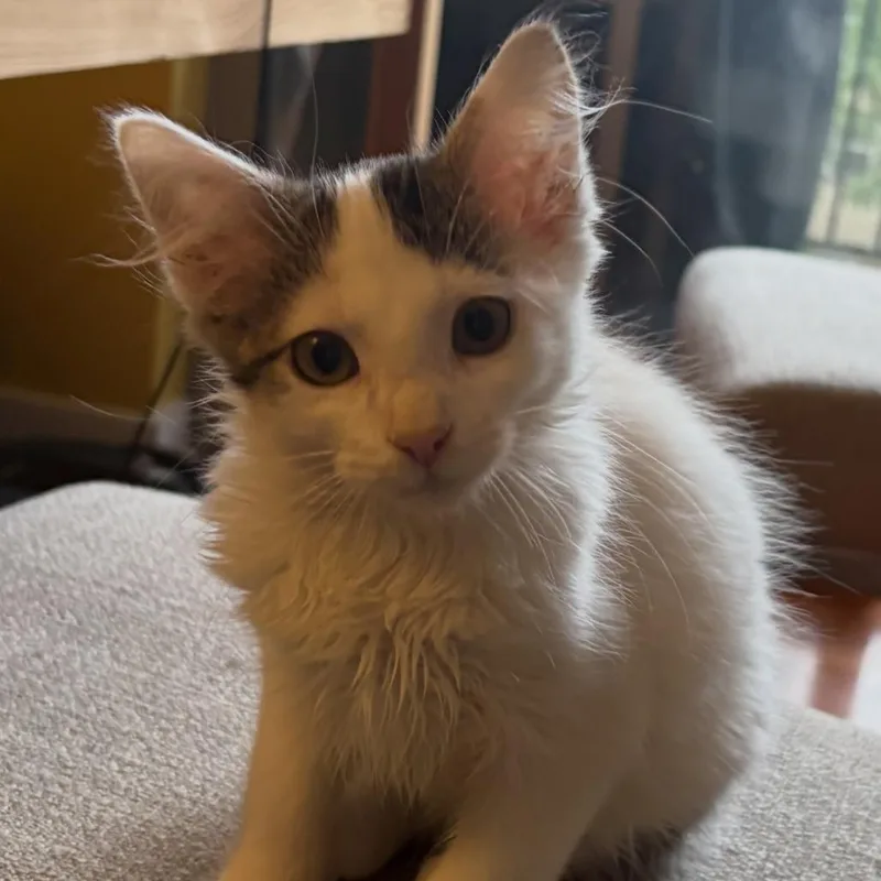 A baby small-sized female Domestic Long Hair cat named Elaine for adoption in Evanston, IL