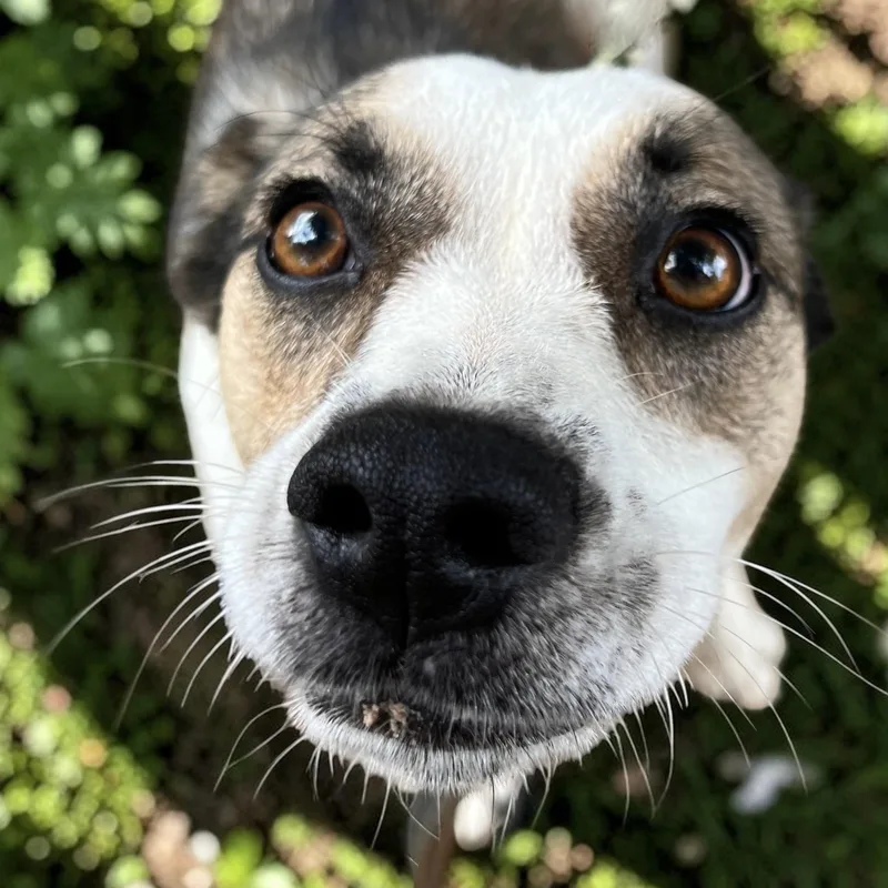 A young medium-sized female Tricolor (Brown, Black, & White) Foxhound dog named Macie for adoption in Cedar Mountain, NC