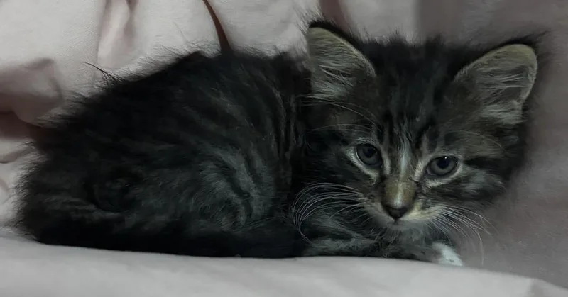 A baby small-sized male Domestic Short Hair cat named Poo for adoption in Fremont, NE