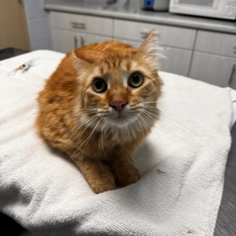 A young medium-sized female Orange / Red Domestic Medium Hair cat named Cherry for adoption in Riverside, CA