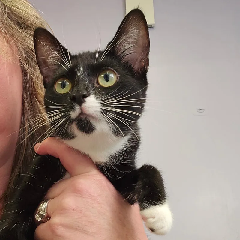 A baby small-sized female Domestic Short Hair cat named Millie for adoption in Spokane, WA