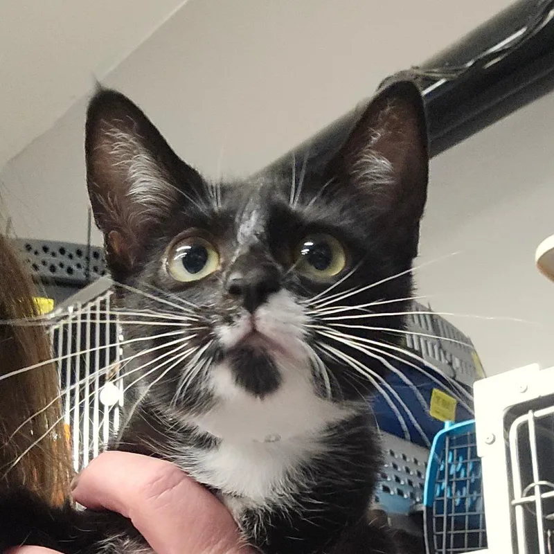 Millie thumbnail 2