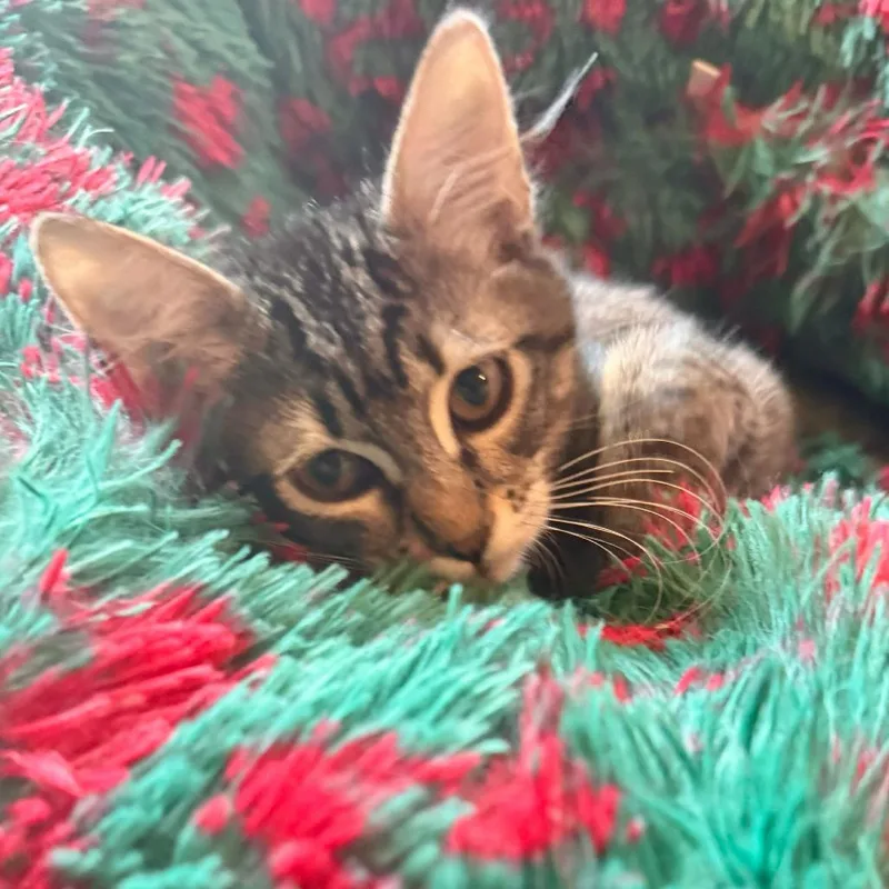 A baby small-sized male Brown / Chocolate Domestic Short Hair cat named Nibbles for adoption in Escondido, CA