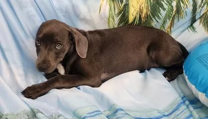 A baby medium-sized male Mixed Breed dog named Gingersnap for adoption in Elmira, NY