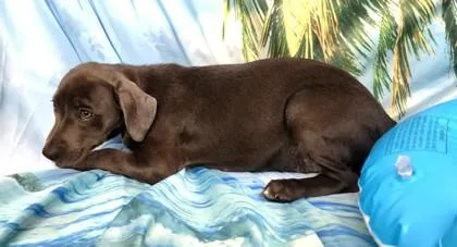 Gingersnap thumbnail 3