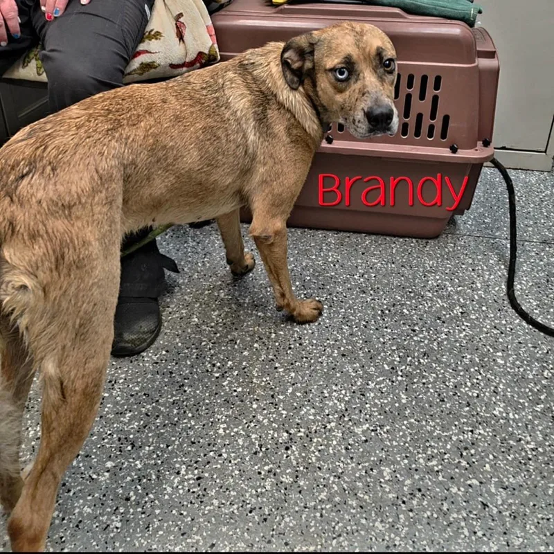 An adult medium-sized female Yellow / Tan / Blond / Fawn Australian Shepherd dog named Brandy for adoption in Parkersburg, WV