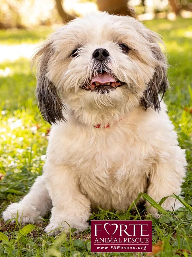 An adult small-sized male Shih Tzu dog named Magic for adoption in Marina Del Rey, CA