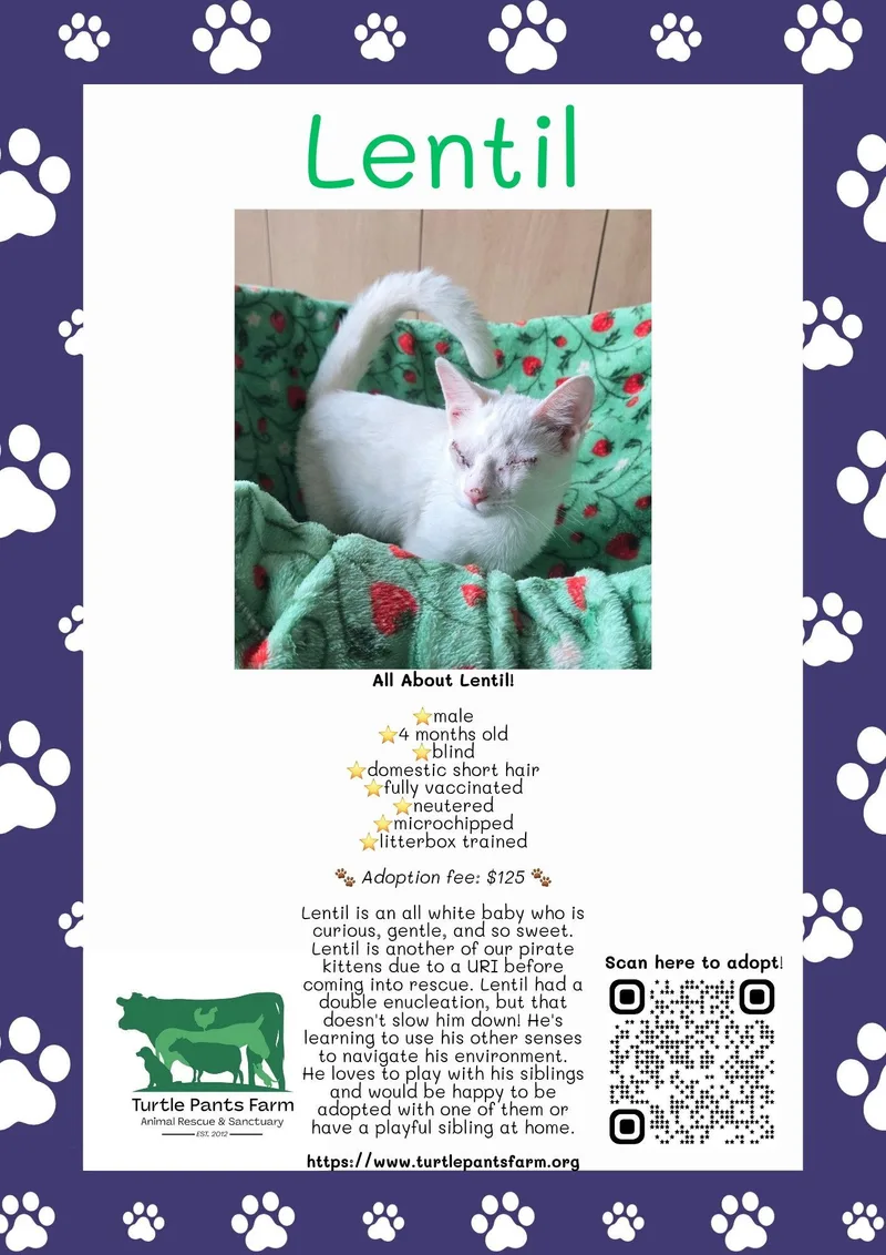 A young medium-sized male White Domestic Short Hair cat named Lentil for adoption in Pittsboro, NC
