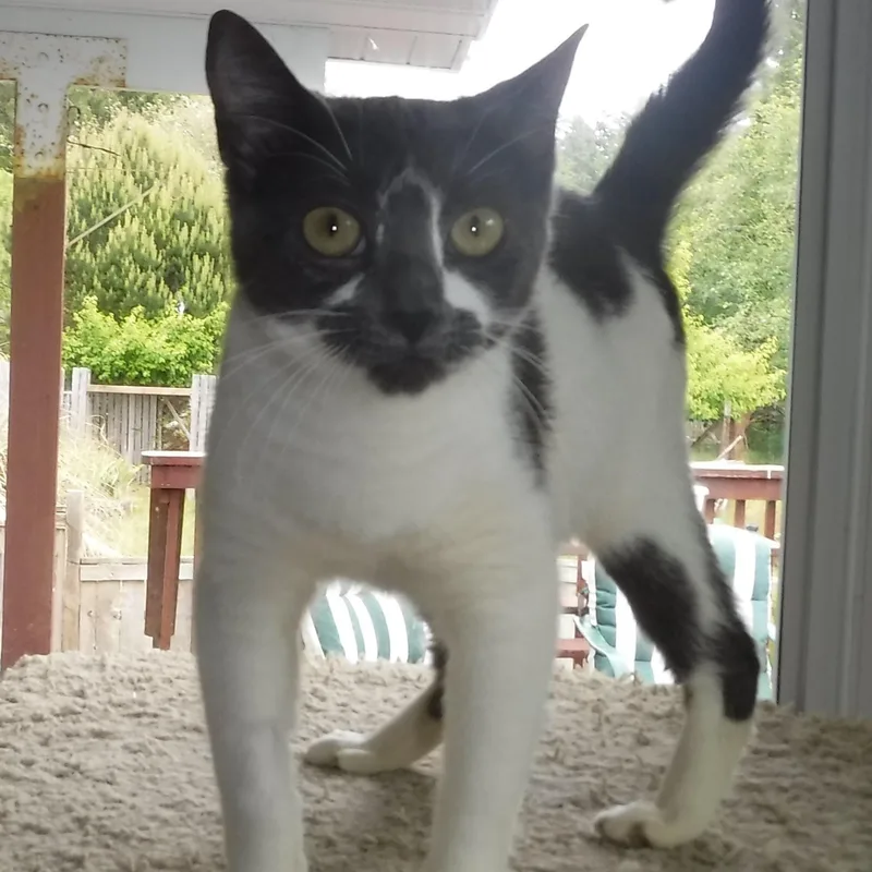 Zephyr  World's Sweetest thumbnail 4