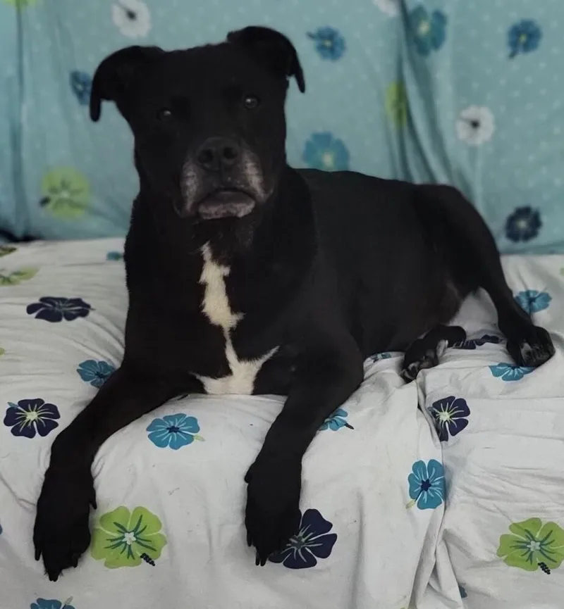 A senior large-sized male Tricolor (Brown, Black, & White) Labrador Retriever dog named Morpheus for adoption in Raleigh, NC