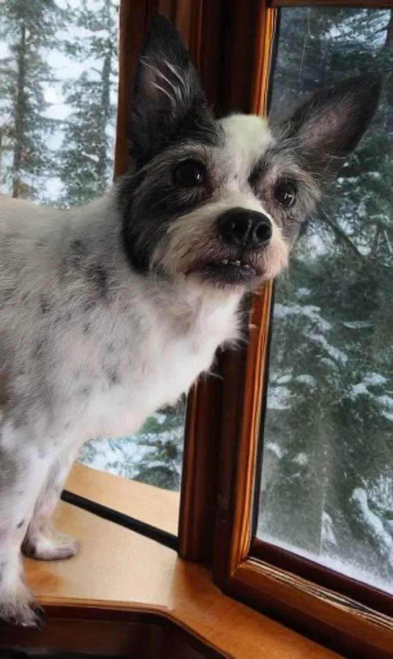 A senior small-sized male White / Cream Terrier dog named Mr Pepper for adoption in Las Vegas, NV