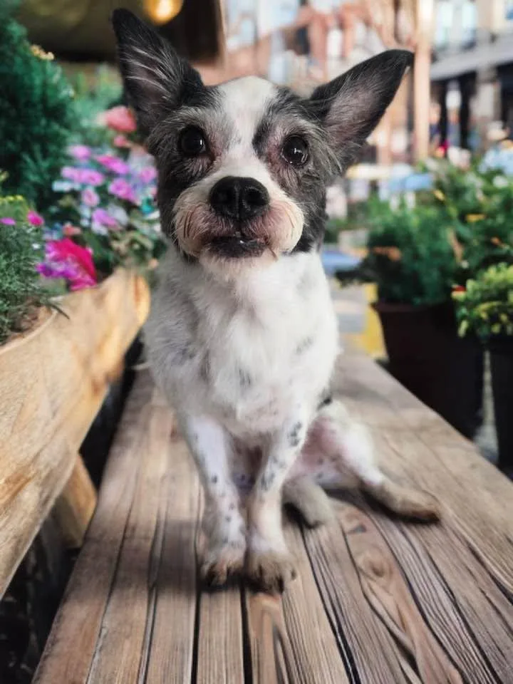 Mr Pepper thumbnail 2