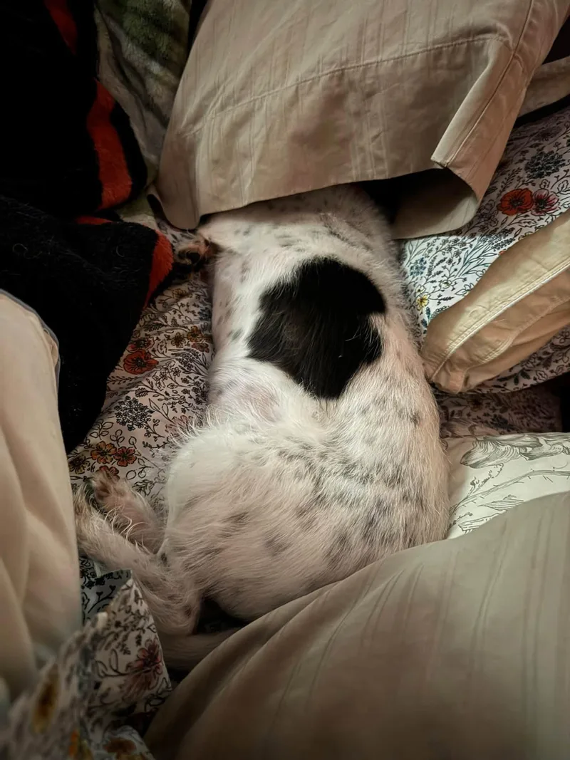 Mr Pepper thumbnail 3