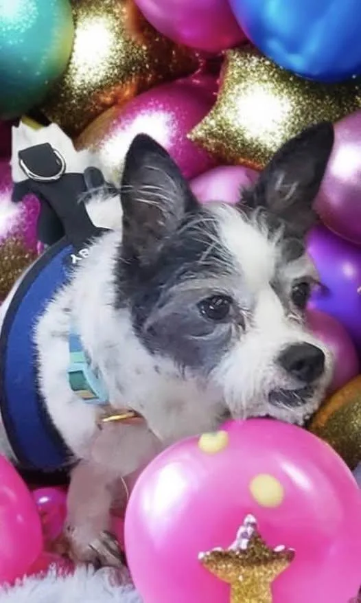 Mr Pepper thumbnail 4