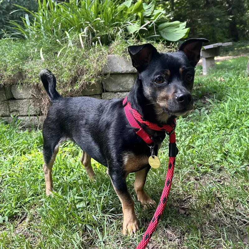 An adult small-sized male Chihuahua dog named Buster for adoption in Huntington, NY