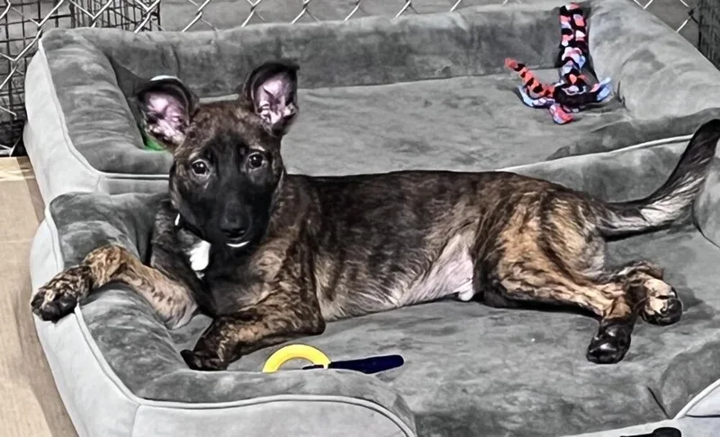 A baby large-sized male Brindle Belgian Shepherd / Malinois dog named Friends Litter Chandler for adoption in Imlay City, MI
