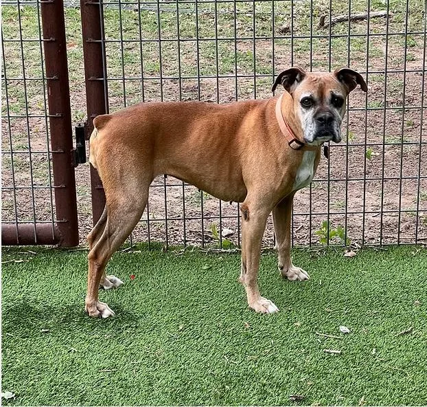 An adult medium-sized female Boxer dog named Lucy for adoption in Granbury, TX