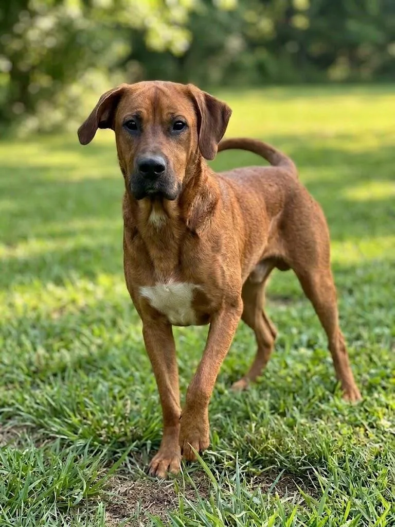 An adult large-sized male Mixed Breed dog named Dexter for adoption in Wooster, OH