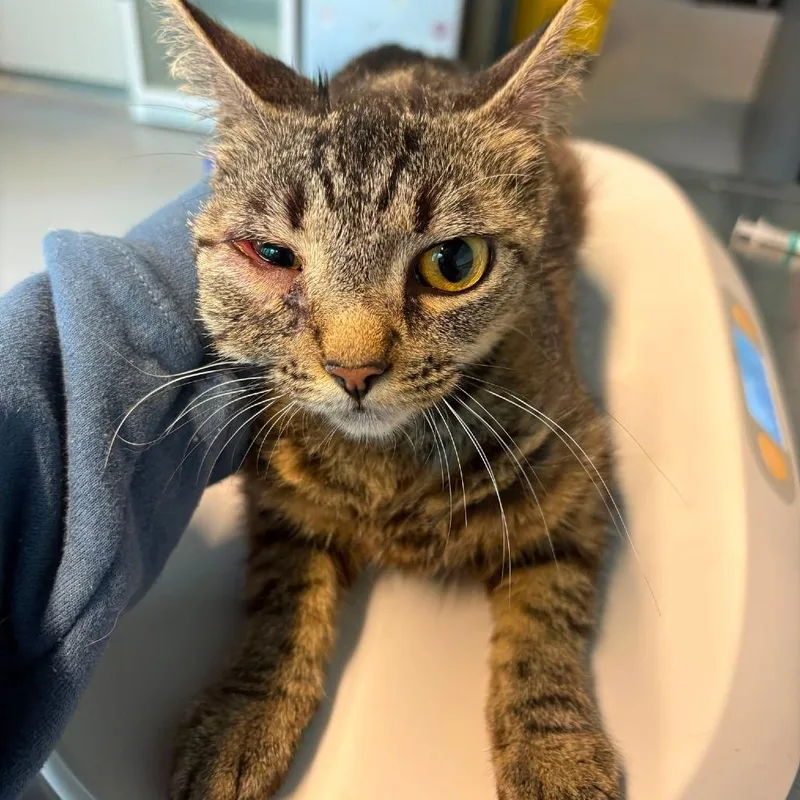 An adult medium-sized female Black Domestic Short Hair cat named Kessick for adoption in Huntington, WV
