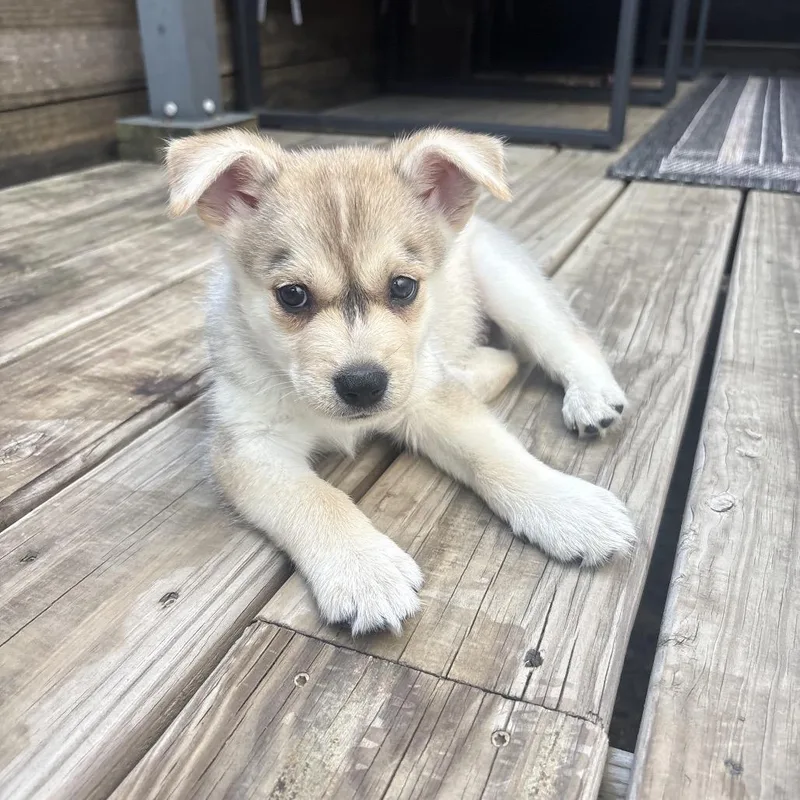 A baby medium-sized male White / Cream Husky dog named Howlo for adoption in Allen, TX