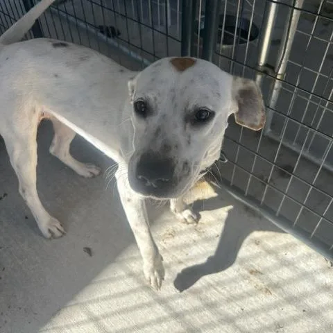 A young medium-sized female White / Cream Pit Bull Terrier dog named Harper for adoption in Marble, NC