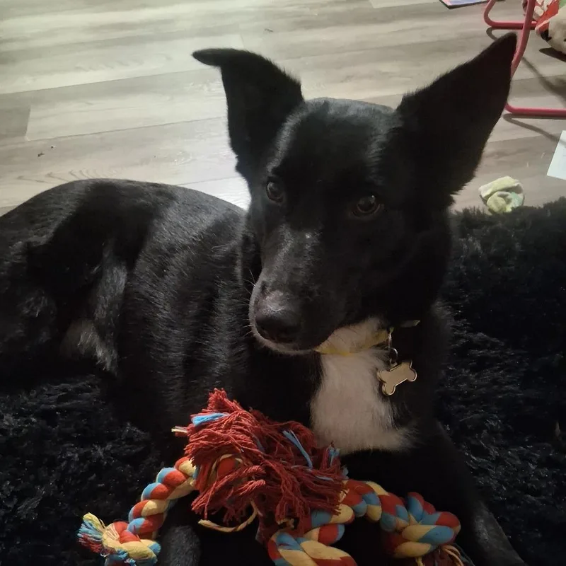 Pepper