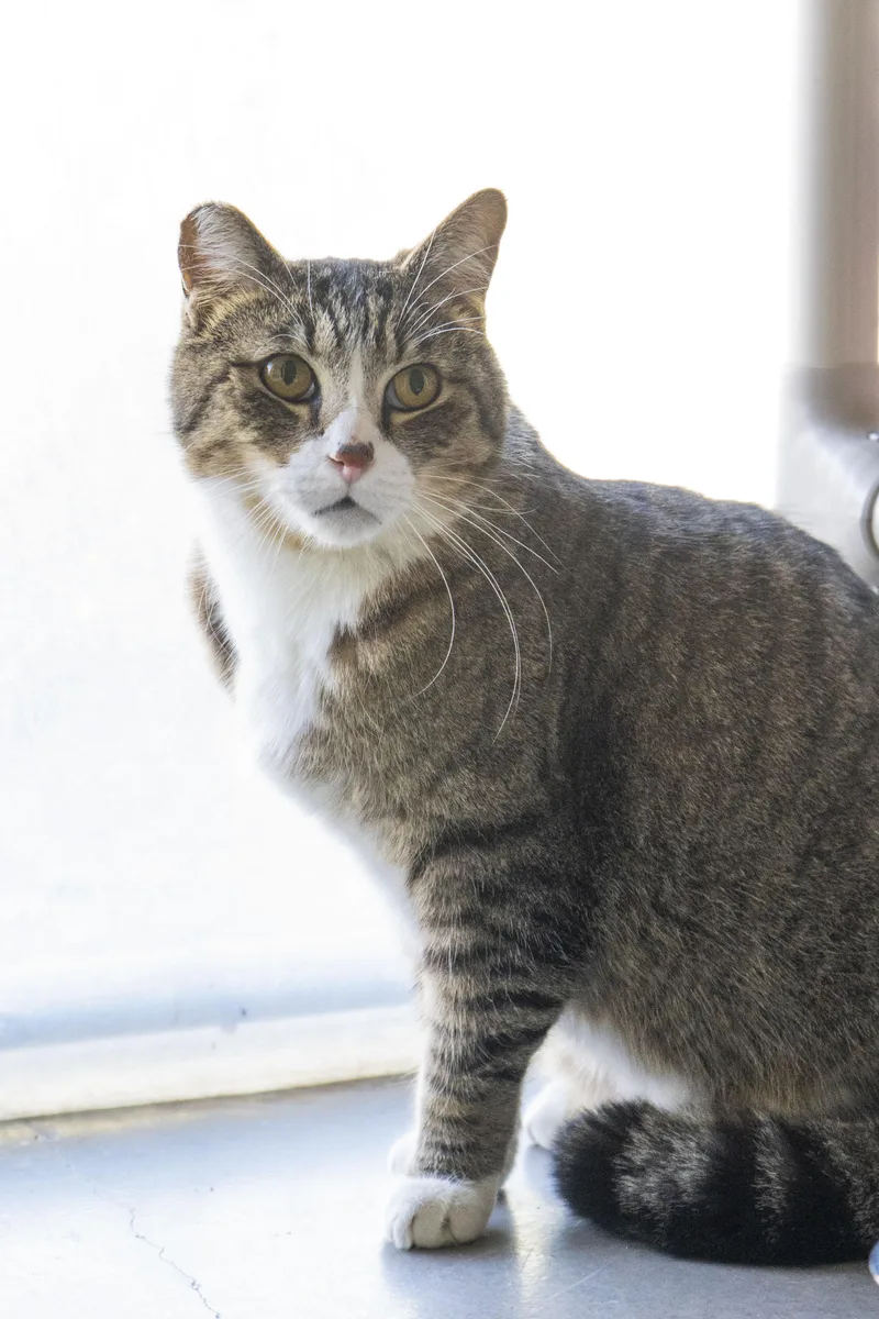 An adult medium-sized male Tabby (Brown / Chocolate) Domestic Short Hair cat named Thomas for adoption in Boise, ID