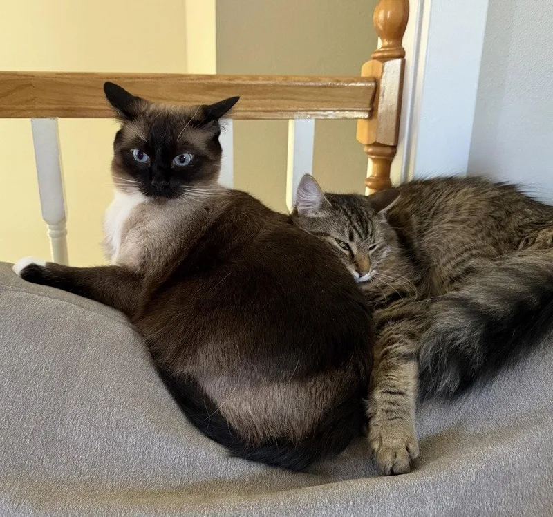 An adult medium-sized female Siamese cat named Chai for adoption in Battle Ground, WA